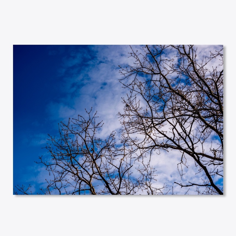 blue sky clouds tree