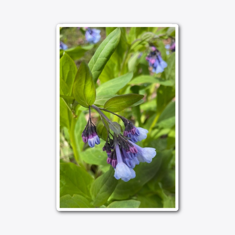 Blue and Purple Wildflowers