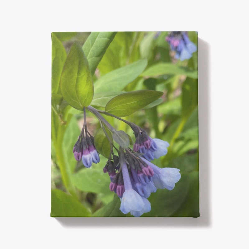 Blue and Purple Wildflowers