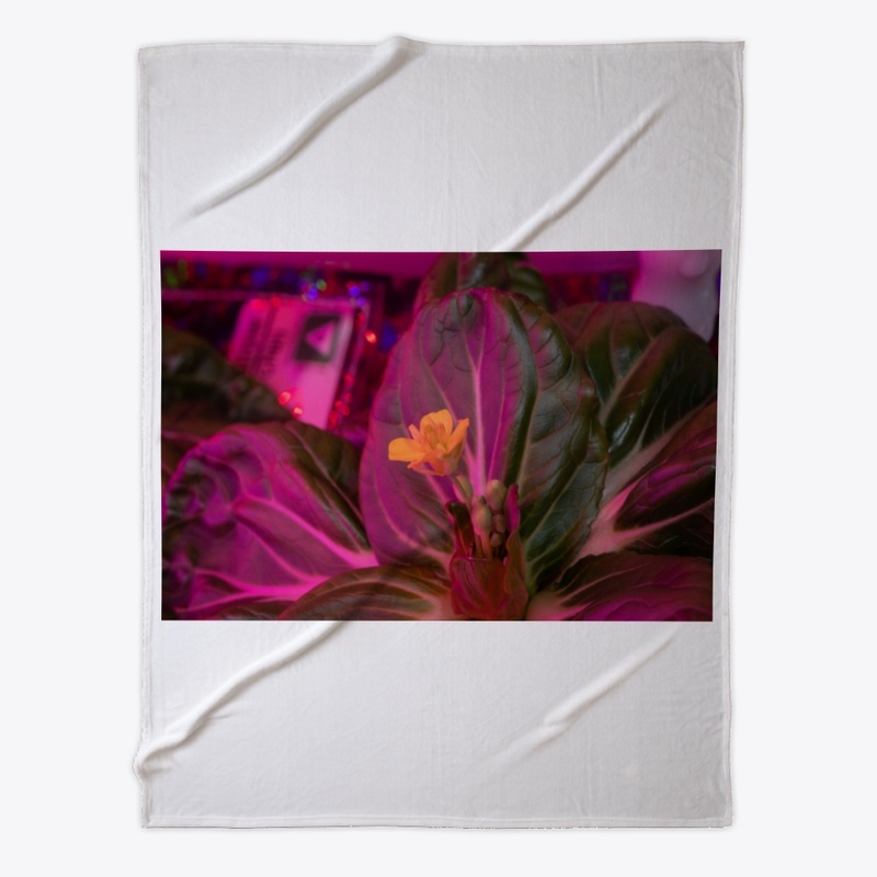 Flowers from sky 