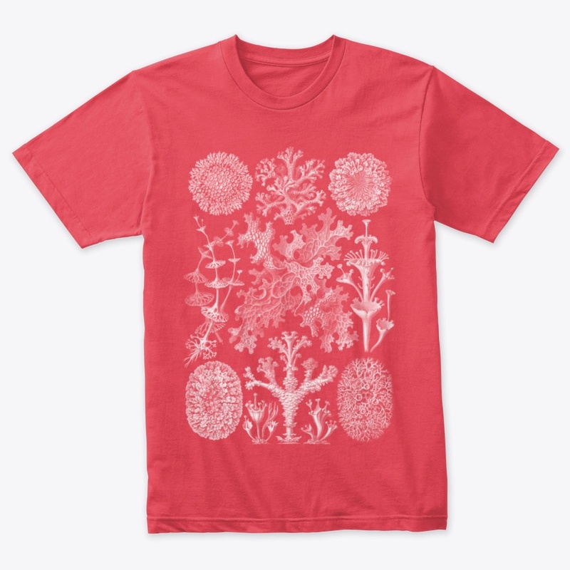Haeckel - Lichenes