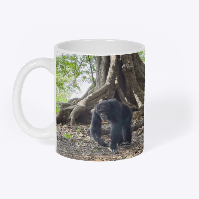 Alpha male Fongoli chimp Cy