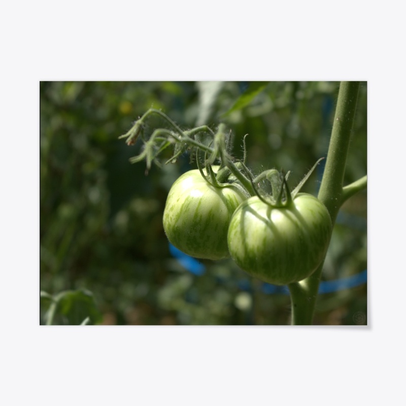 Tomatos