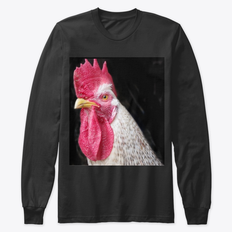 rooster chicken farm animal