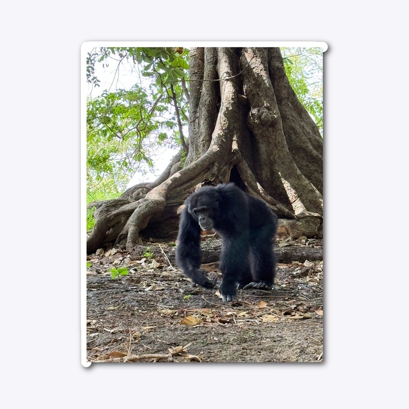 Alpha male Fongoli chimp Cy