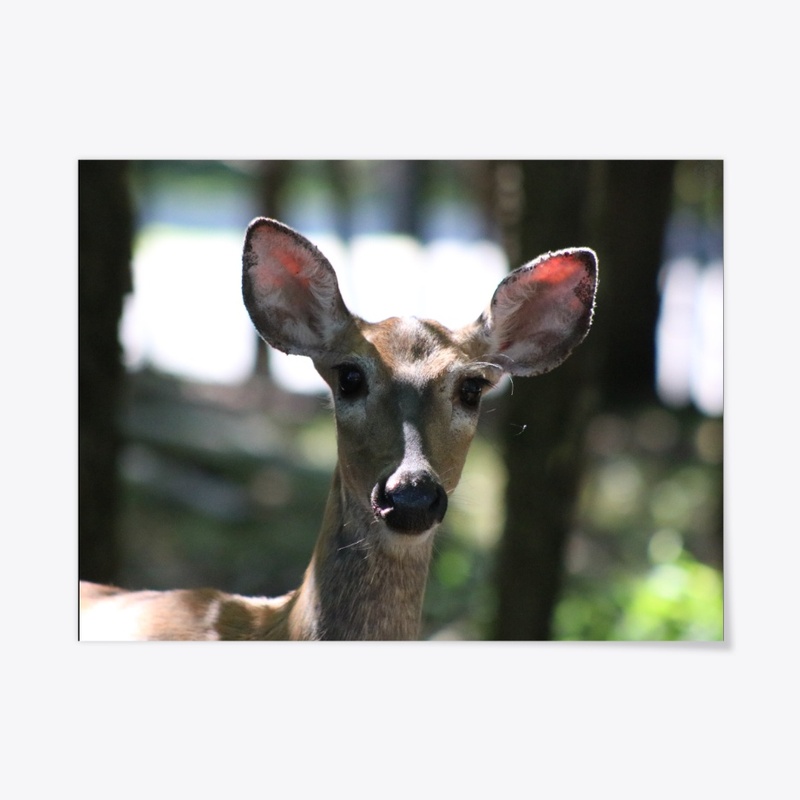 Deer 1