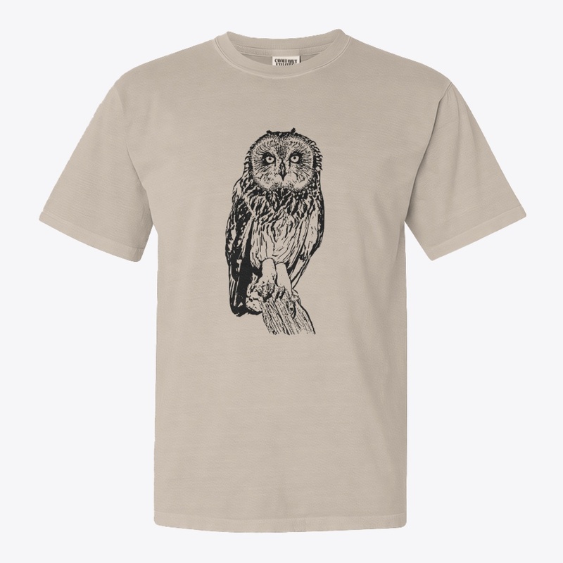 Short-eared Owl - Birdwatching