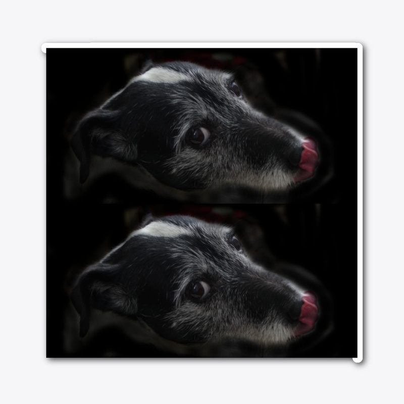 sassy dog