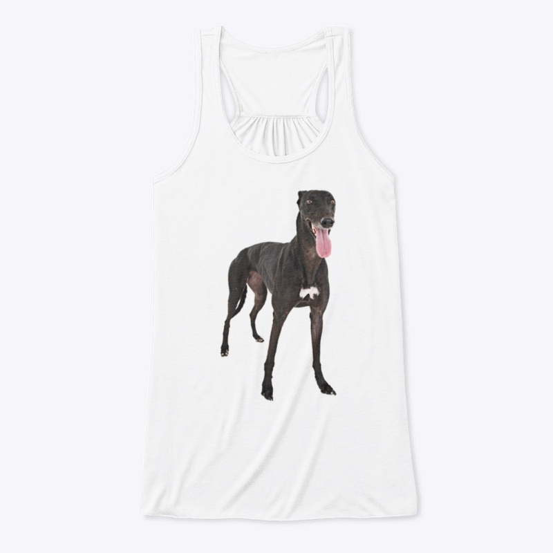 black greyhound dog