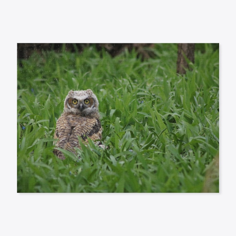 Owlet 1