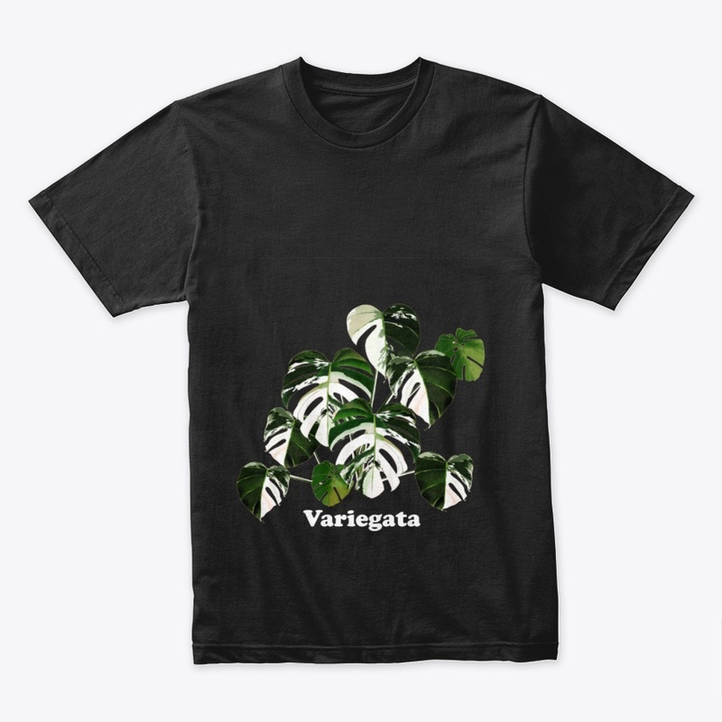 Variegata Monstera