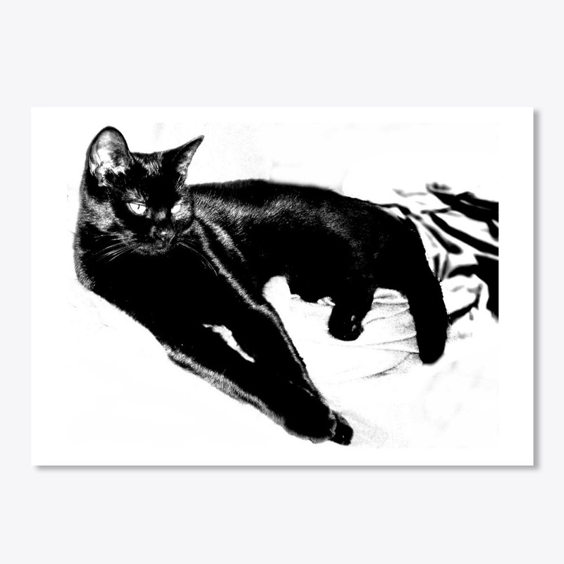 Henry the Cat