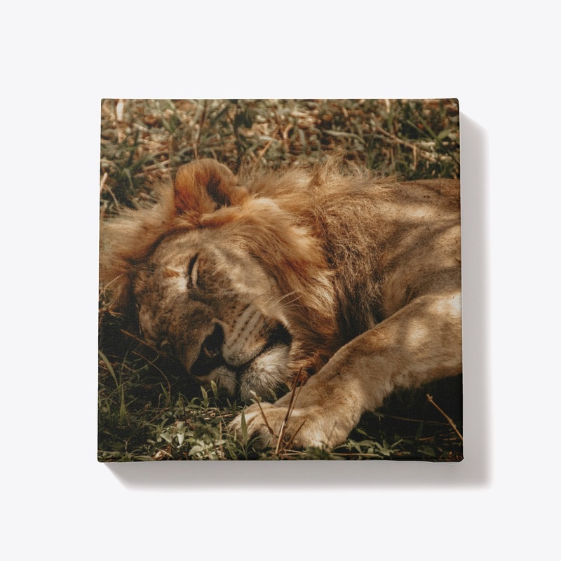 Serene Lion