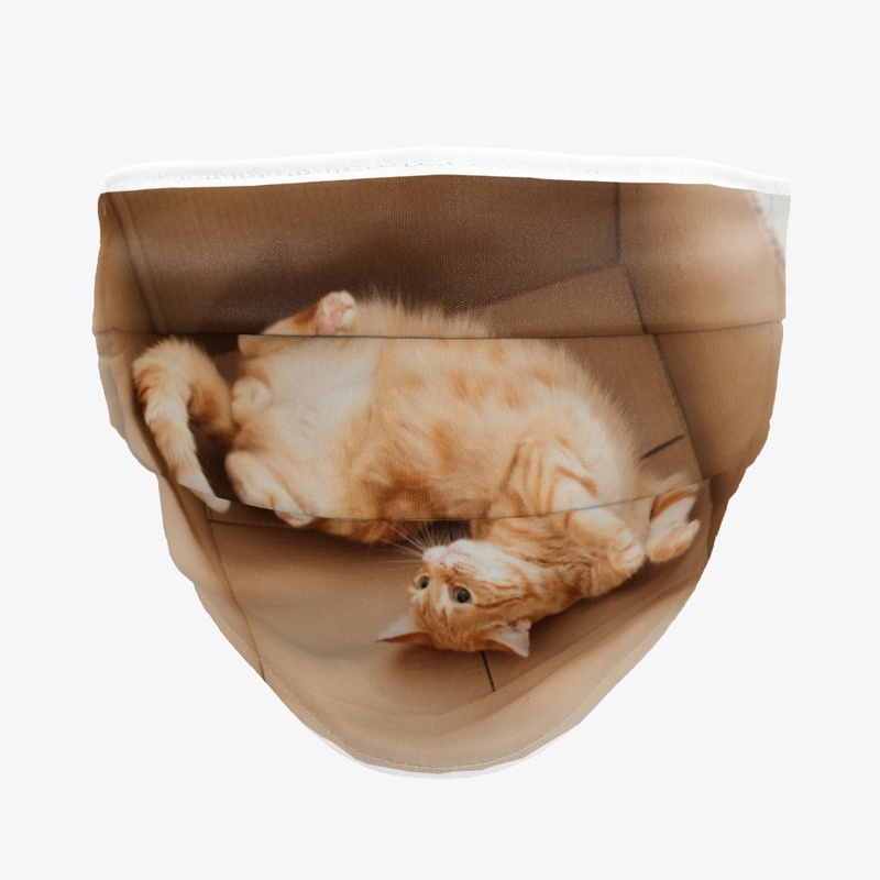 silly kitten