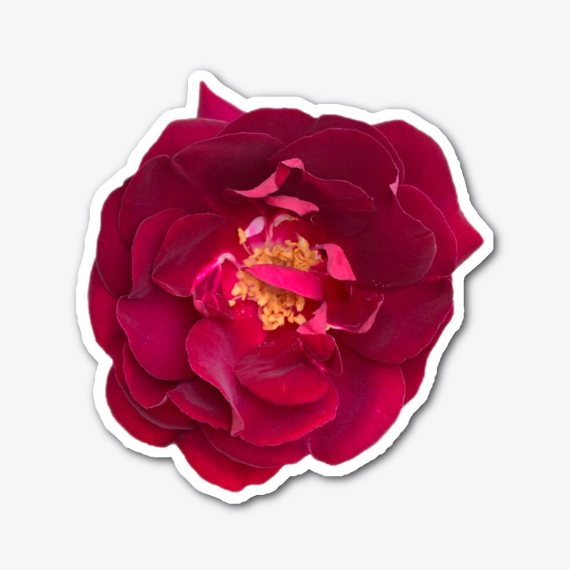 Simply Rose 4