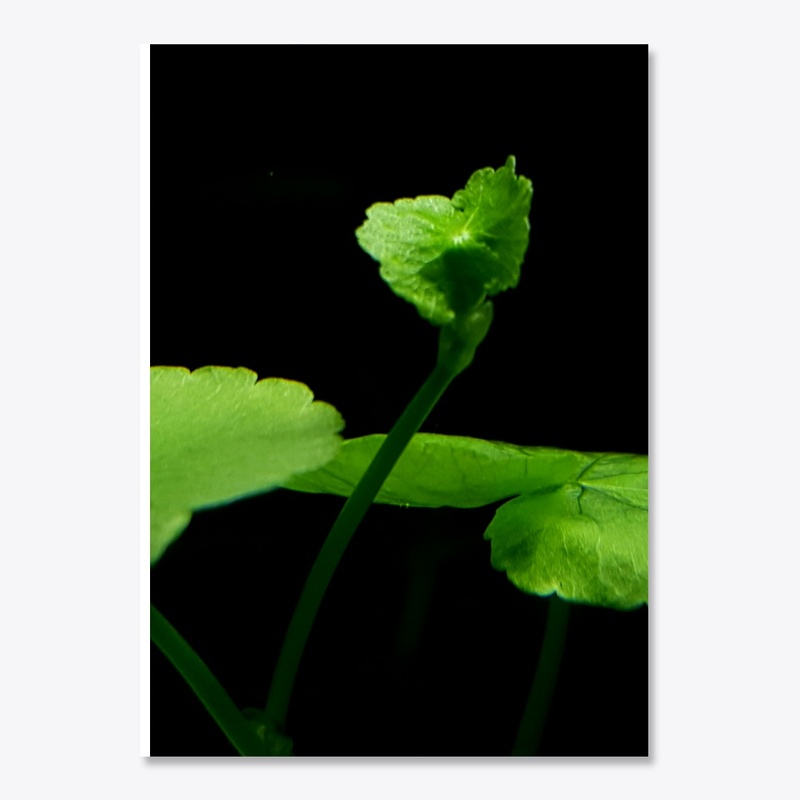 Brazilian Pennywort Sticker!