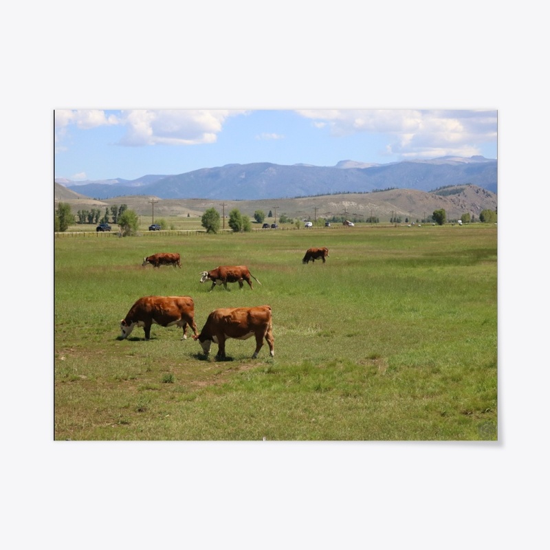 Cows