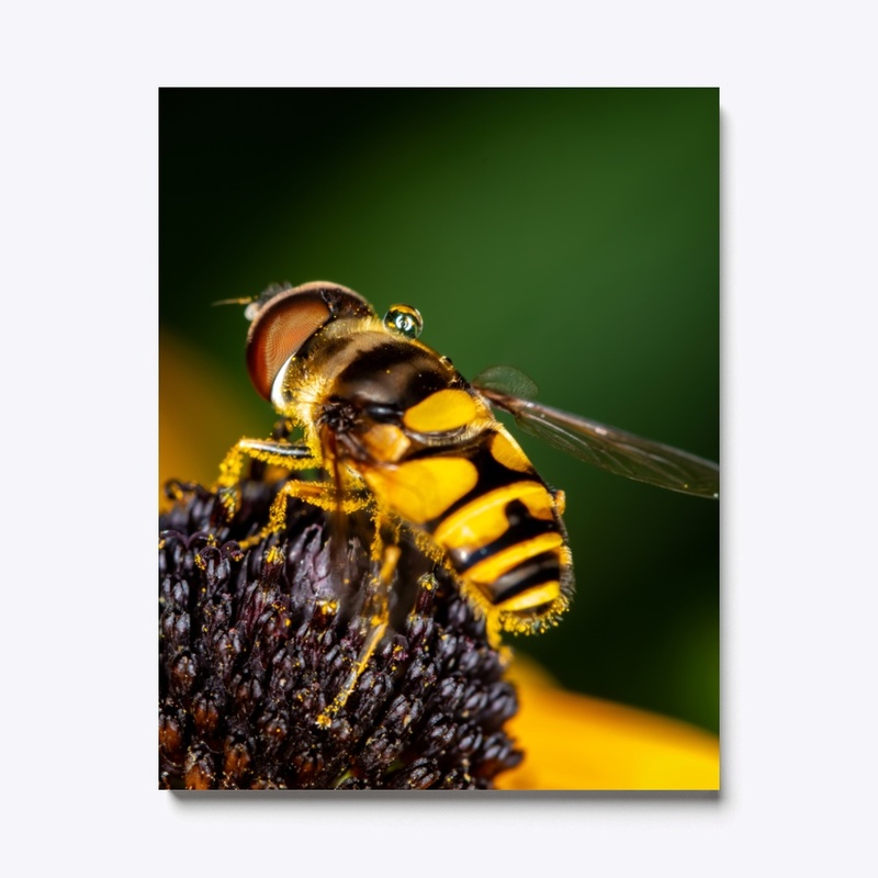 Hover Fly on Flower