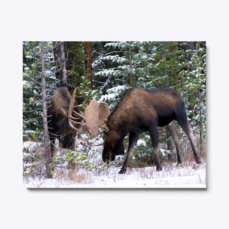 2 Big Bull Moose Head to Head