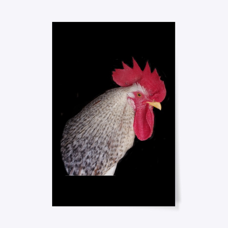 rooster2