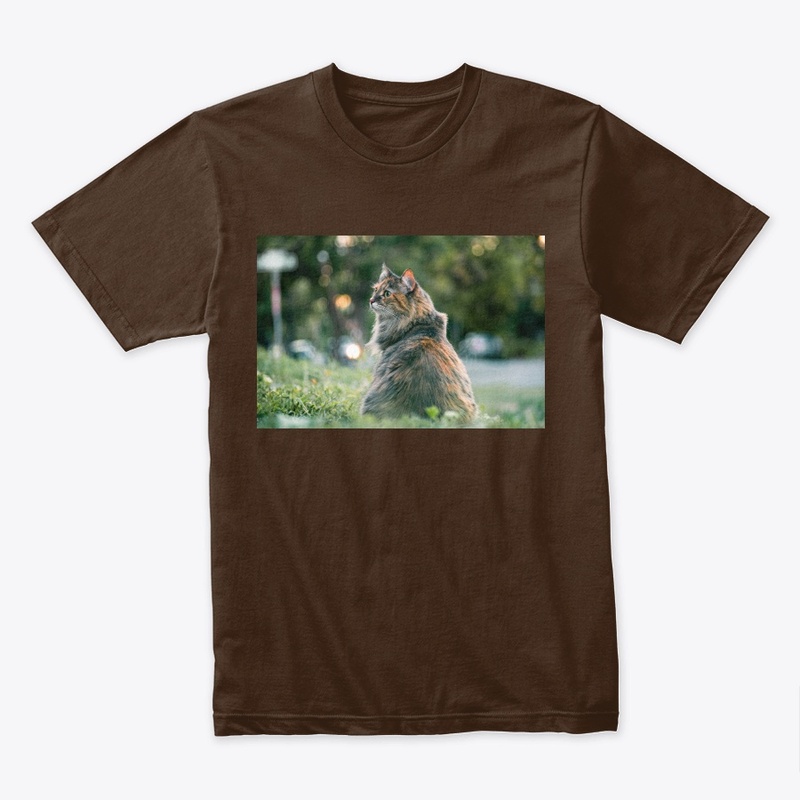 Cute Cat With Green Grass In the Park