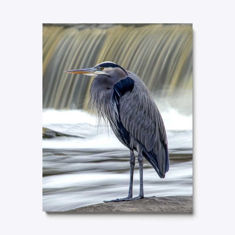 Great Blue Heron at Waterfall