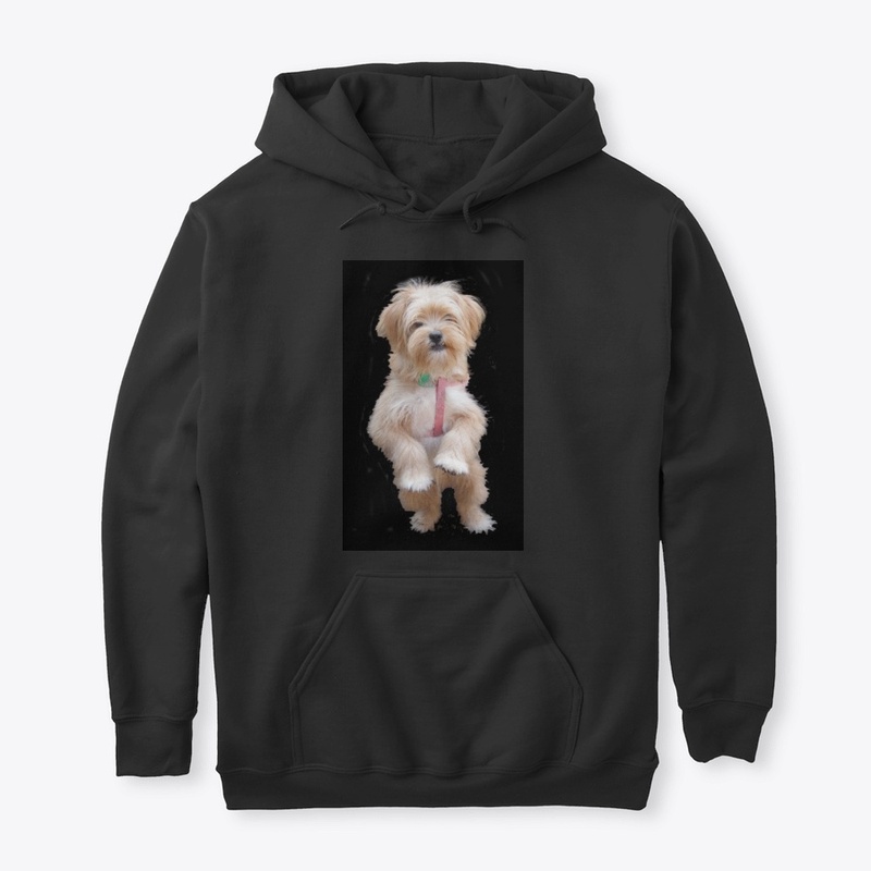 cute yorkie chihuahua puppy