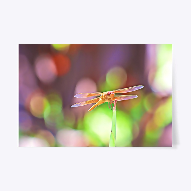 Flame Skimmer Dragonfly