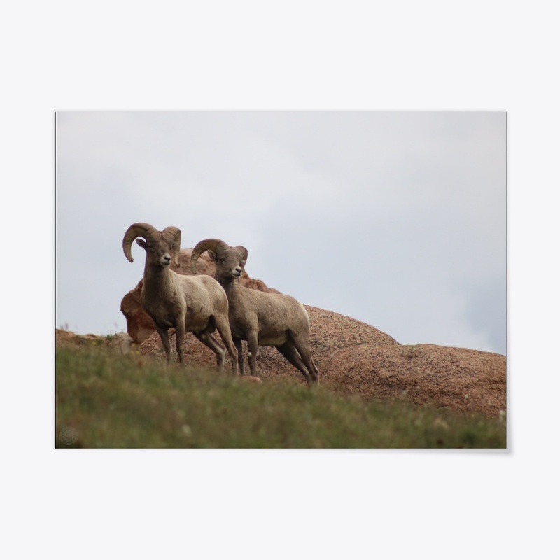 Bighorn 1