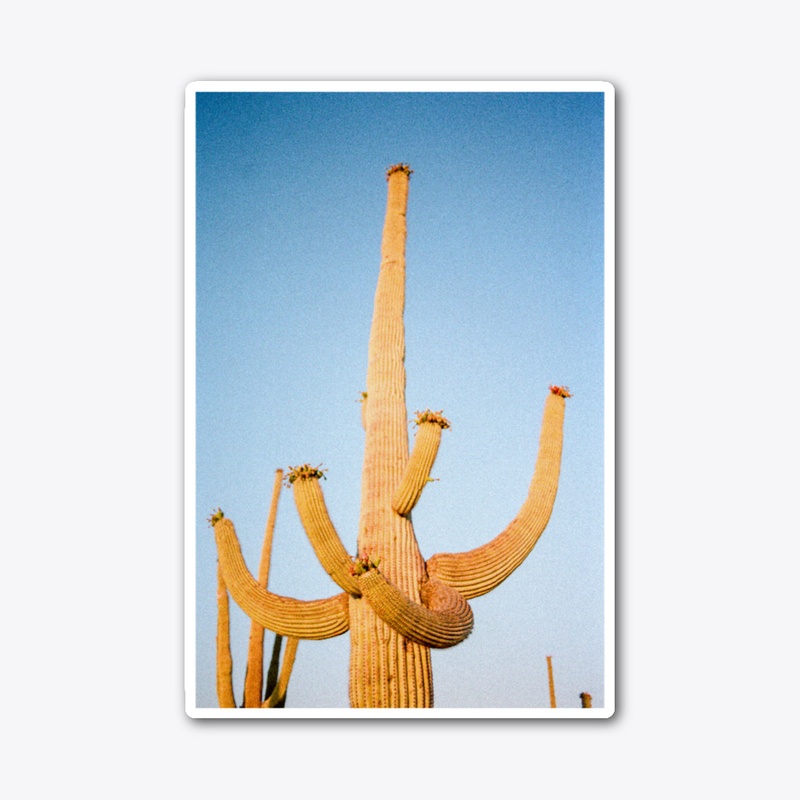 Tall Cactus