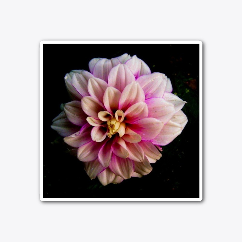 pink purple flower