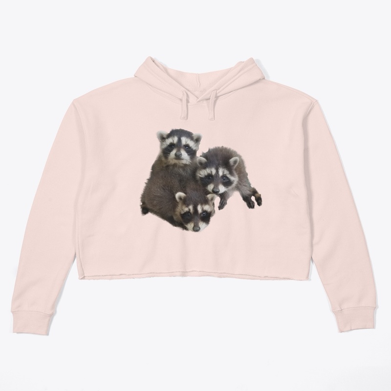Baby Raccoons - Local Tarzan
