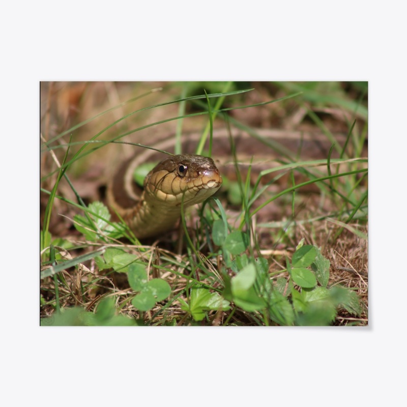 Snake 2