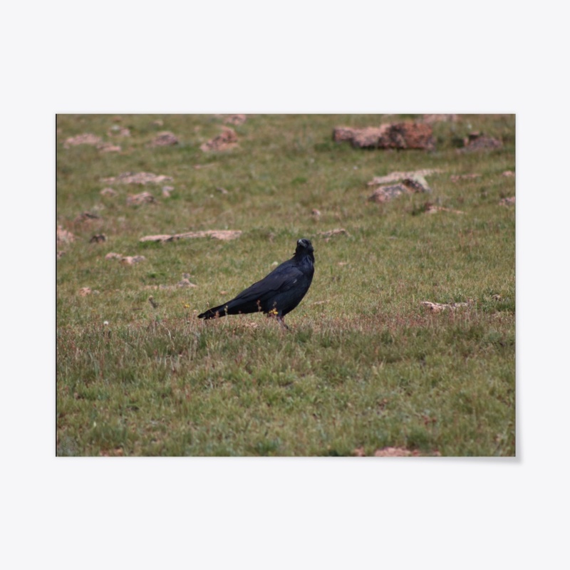 Raven 2