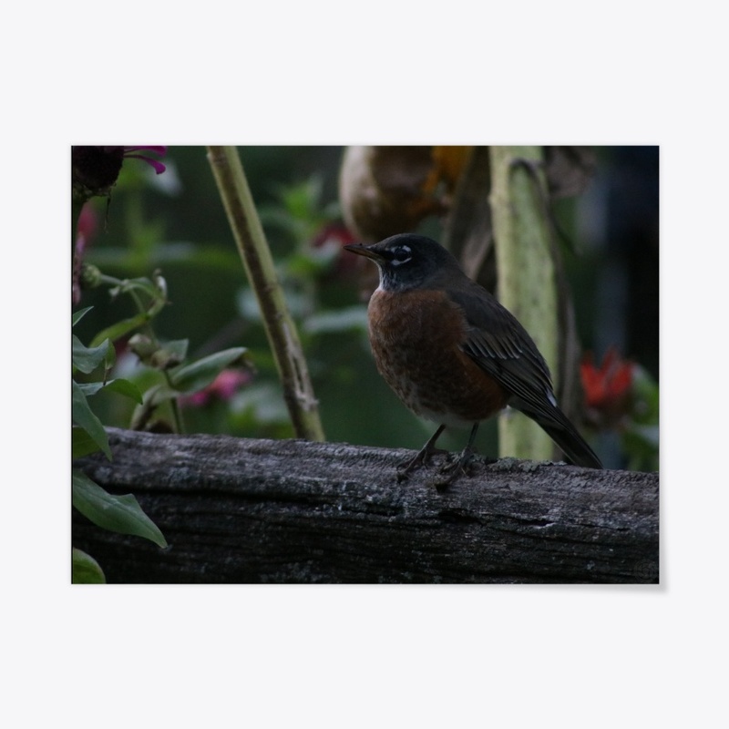 Robin 1