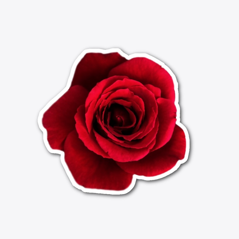 Red Rose on a black background