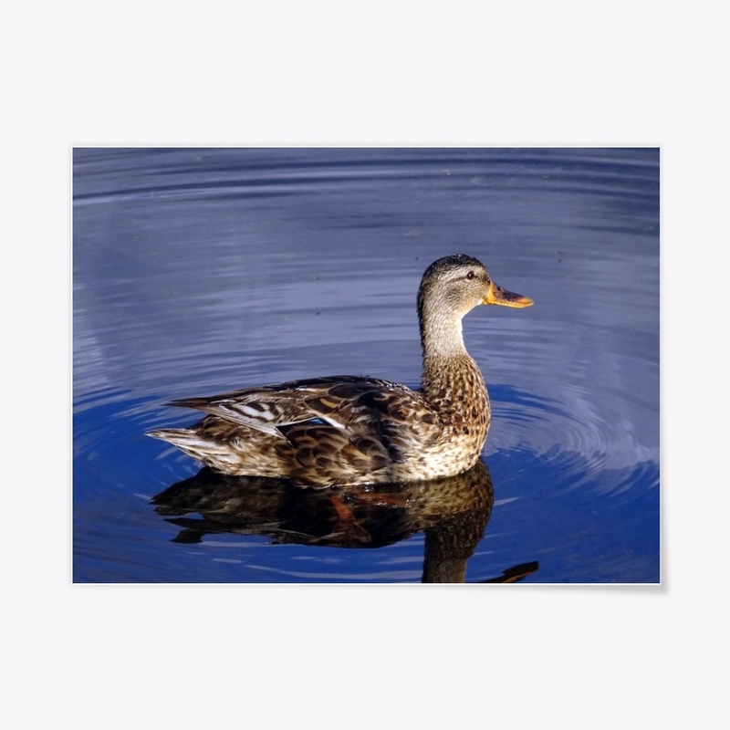 There was only a duck on the lake...