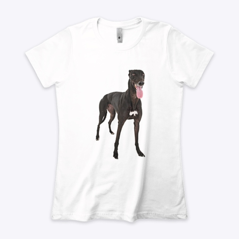 black greyhound dog