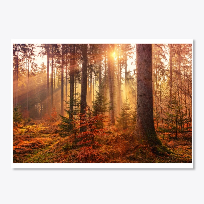 Value12 Sunshine in the forest