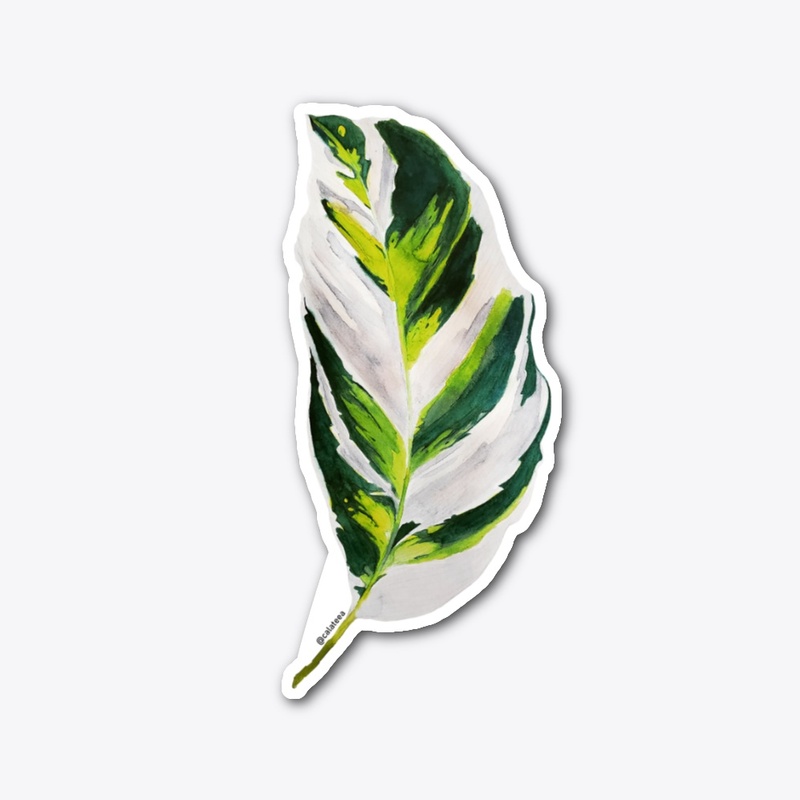 Calathea White Fusion Leaf