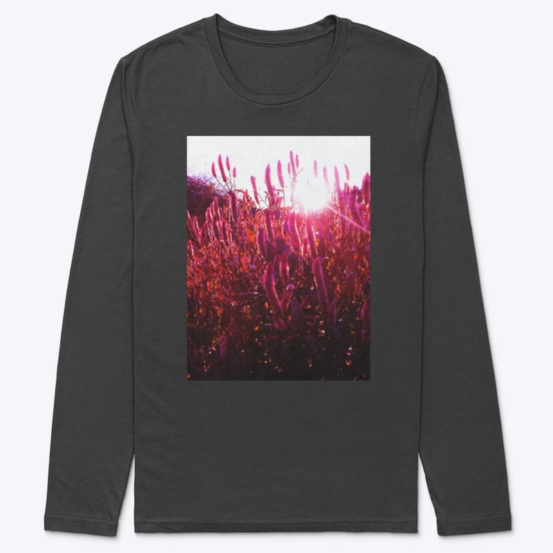 Pink Fountain Grass at Sunset