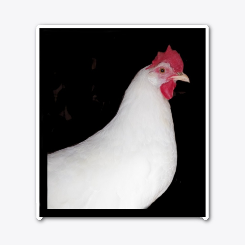 white leghorn hen chicken farm animal