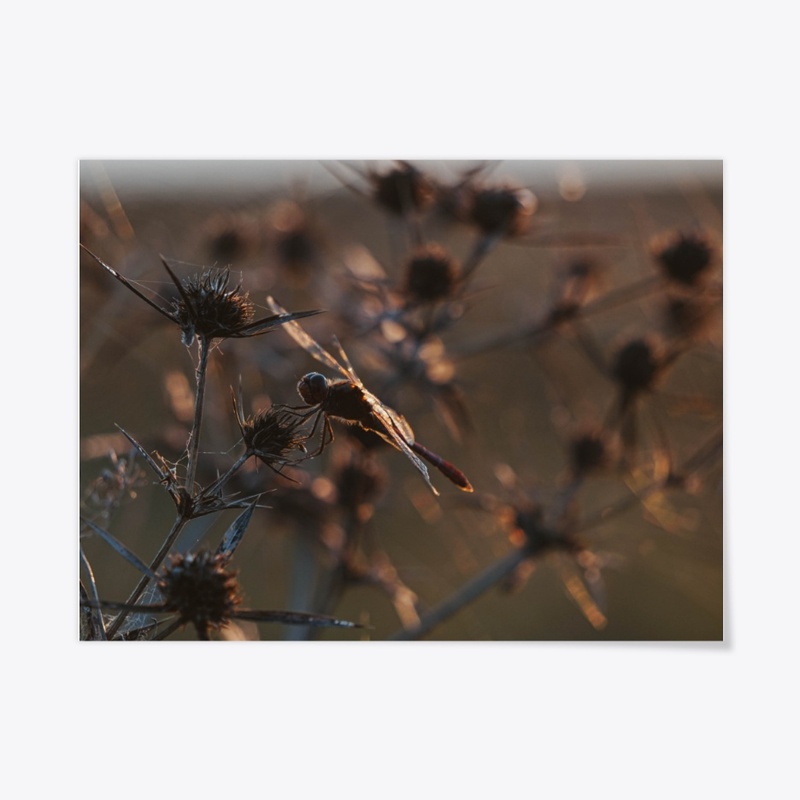 Dragonfly