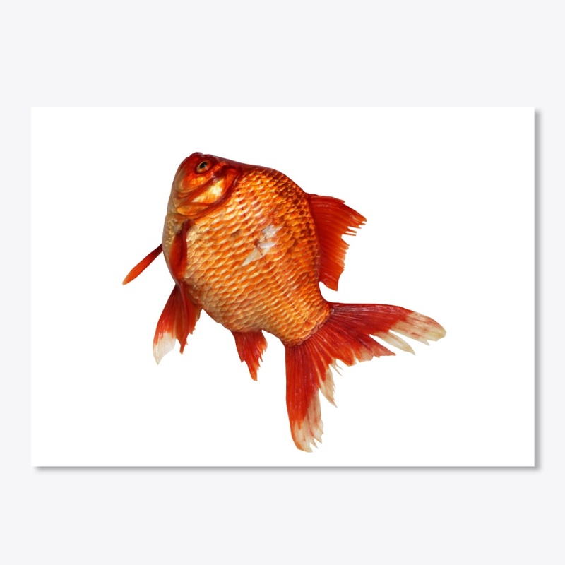 Goldfish stickers
