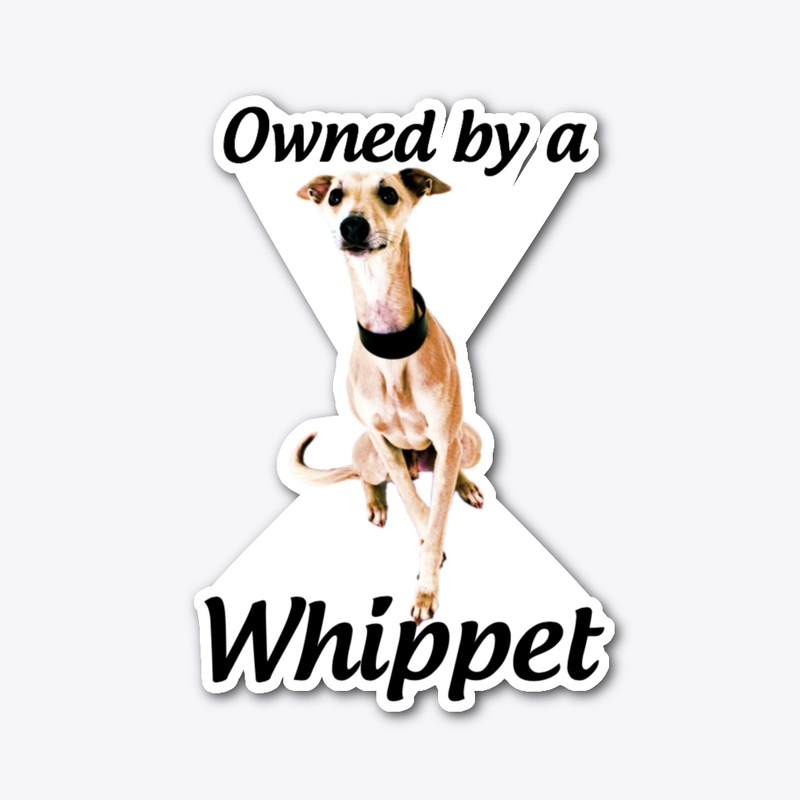 owned by a whippet dog