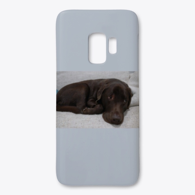 Labrador 2