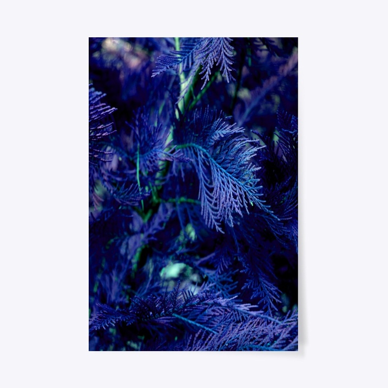 blue cypress 