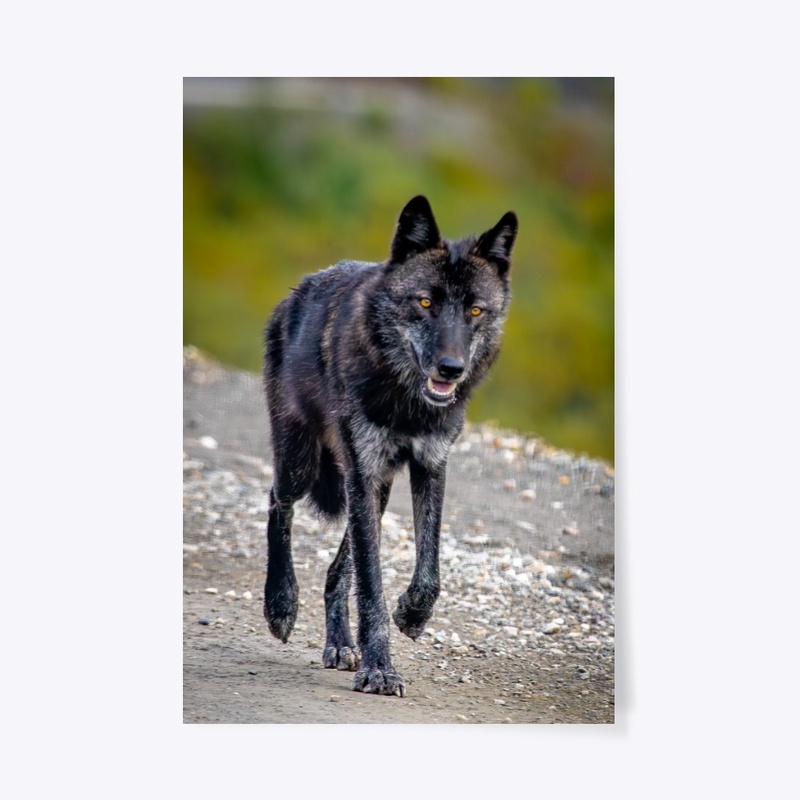 Black Wolf Denali