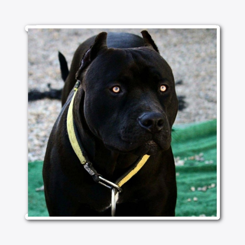 Pitbulls Black