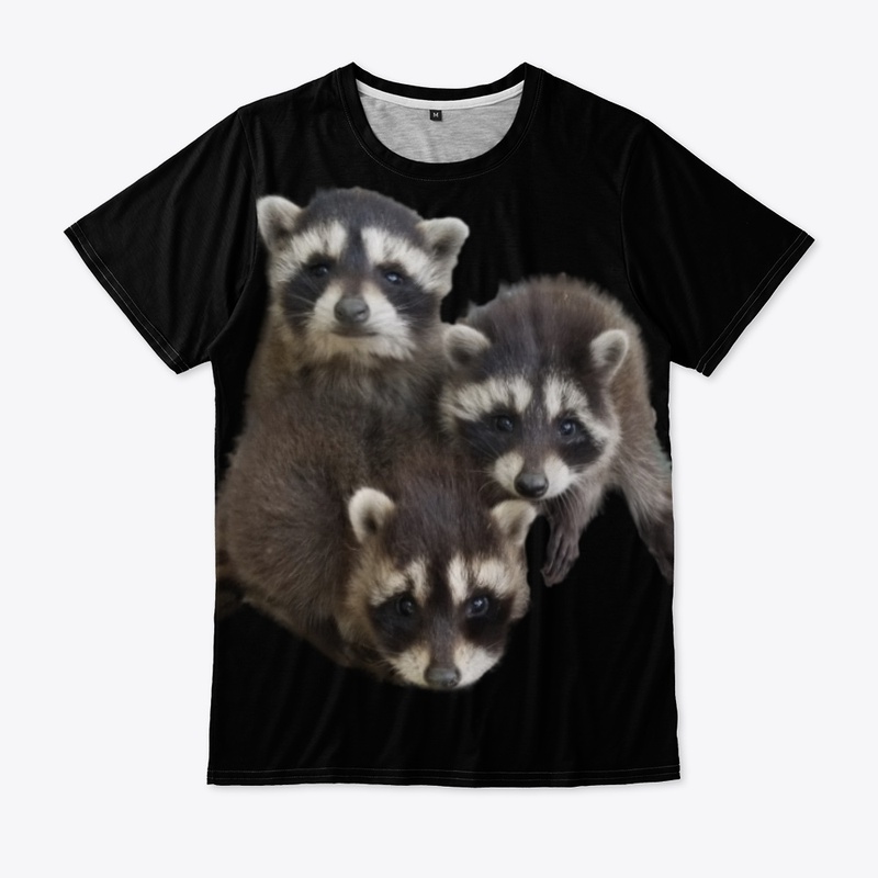 Baby Raccoons - Local Tarzan